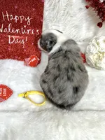 processed/3ba58ba6-50c5-4dd1-855b-b503137877c5/listing/51694777-c7b7-4eb3-9f88-fe4514772081/41404938-0729-497e-a020-fb2d3b52eb1e