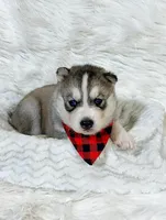 AKC Legend, a male Siberian Husky for sale in Collins, IA – Photo 3 of 5