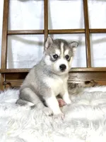 AKC Legend, a male Siberian Husky for sale in Collins, IA – Photo 2 of 5