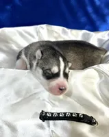 AKC Legend, a male Siberian Husky for sale in Collins, IA – Photo 5 of 5