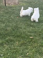 processed/3ba9257d-41b2-4780-9e3e-757142e9fa6e/listing/36ff9b90-8fbc-4b20-903c-7e2addeb4fc3/44b4132f-5319-4742-833e-e4f35a7050d9