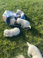 processed/3ba9257d-41b2-4780-9e3e-757142e9fa6e/listing/e6699112-df20-478c-a36b-8ab069c6a1c1/339a6a1c-d73a-4b43-bc4d-6e66a703de42