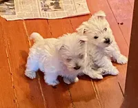 processed/3ba9257d-41b2-4780-9e3e-757142e9fa6e/listing/e6699112-df20-478c-a36b-8ab069c6a1c1/60e8feea-ce27-4156-a9f9-6e524819ad60