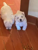 processed/3ba9257d-41b2-4780-9e3e-757142e9fa6e/listing/e6699112-df20-478c-a36b-8ab069c6a1c1/741613f7-0f1c-416e-ad78-0376e5135c43