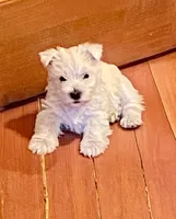 processed/3ba9257d-41b2-4780-9e3e-757142e9fa6e/listing/f6a574dc-9d97-458c-98e2-293d7e1bc013/2b926679-620b-4a97-8c88-c926ddfa4b87