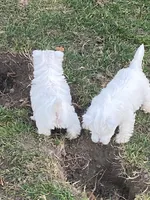 processed/3ba9257d-41b2-4780-9e3e-757142e9fa6e/listing/f6a574dc-9d97-458c-98e2-293d7e1bc013/de679fd5-9407-449f-855e-03587eab1ab6