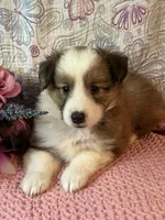 Shwazie, a female Shetland Sheepdog for sale in Maynard, MN – 3 of 8