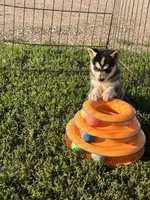 Skylar, a female Alaskan Klee Kai for sale in Maynard, MN – 9 of 10
