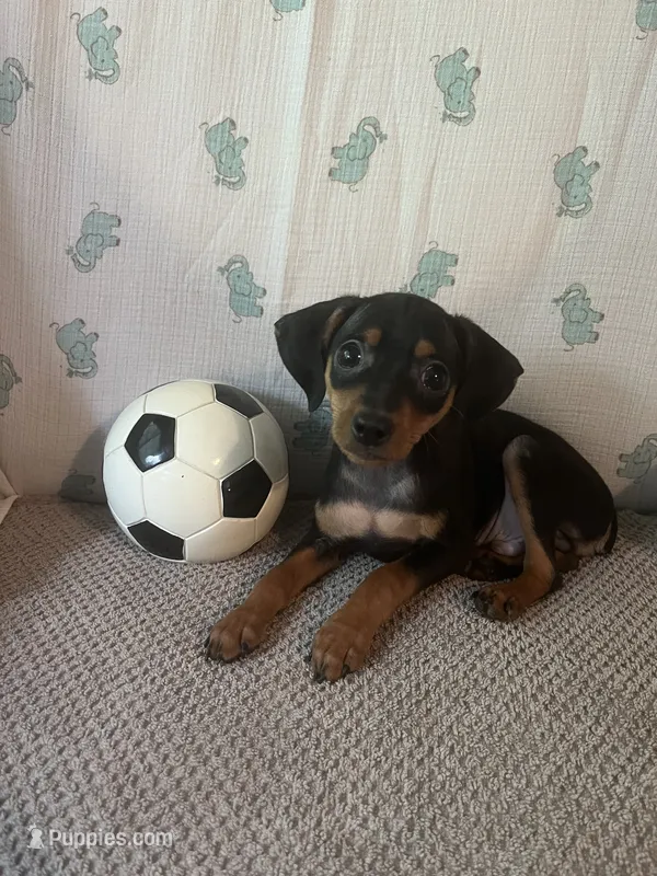 Jack – Miniature Pinscher puppy for sale in Maynard, MN