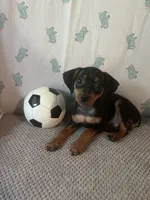 Jack, a male Miniature Pinscher for sale in Maynard, MN – 1 of 9