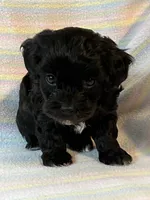 Tasha, a female Shihpoo for sale in Maynard, MN – 5 of 5