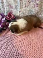 Shwazie, a female Shetland Sheepdog for sale in Maynard, MN – 5 of 8