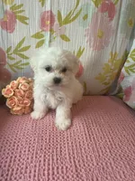 Bindy, a female Maltese and Shih Tzu for sale in Maynard, MN – 9 of 9