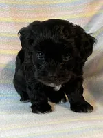 Jasmine, a female Shihpoo for sale in Maynard, MN – 6 of 7