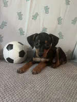 Jack, a male Miniature Pinscher for sale in Maynard, MN – 7 of 9