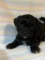 Tasha, a female Shihpoo for sale in Maynard, MN – 4 of 5
