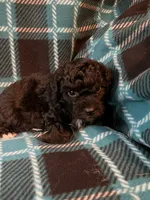 Sammy, a male Shihpoo for sale in Maynard, MN – 4 of 5