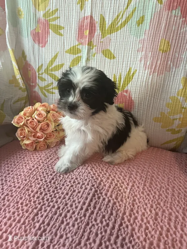 Mindy – Maltese, Shih Tzu puppy for sale in Maynard, MN