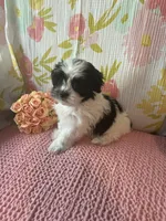 Mindy, a female Maltese and Shih Tzu for sale in Maynard, MN – 1 of 9