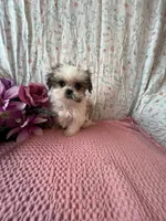 Aspen, a female Maltese and Mal Shi for sale in Maynard, MN – 3 of 5