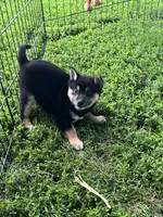 Heart, a male Shiba Inu for sale in Maynard, MN – 5 of 7