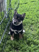 Heart, a male Shiba Inu for sale in Maynard, MN – 6 of 7