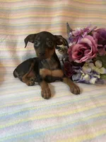 Sasha, a female Miniature Pinscher for sale in Maynard, MN – 3 of 5