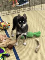 Spice Girl, a female Shiba Inu for sale in Maynard, MN – 3 of 6
