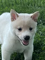 Ollie, a male Shiba Inu for sale in Maynard, MN – 1 of 6