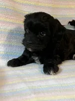 Jasmine, a female Shihpoo for sale in Maynard, MN – 7 of 7