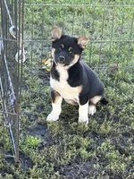 Buddy, a male Shiba Inu for sale in Maynard, MN – 1 of 3