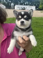 Zor, a male Alaskan Klee Kai for sale in Maynard, MN – 5 of 9