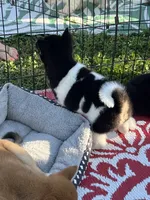 Oreo, a female Shiba Inu for sale in Maynard, MN – 2 of 9