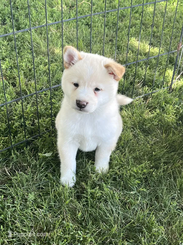 Casper – Shiba Inu puppy for sale in Maynard, MN