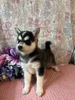 Skylar, a female Alaskan Klee Kai for sale in Maynard, MN – 5 of 10