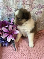 Mika, a female Shetland Sheepdog for sale in Maynard, MN – 4 of 7