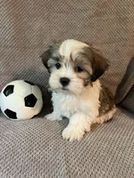 Buddy, a male Maltese and Shih Tzu for sale in Maynard, MN – 1 of 9