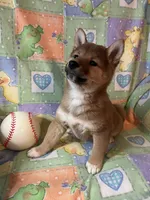 processed/3baa2244-3723-46d0-b078-d0b0db71d170/listing/140e2585-4f93-4fcf-b281-cff053e09ab1/1eec440c-0b1e-410d-b7cc-6bdc4516113d