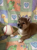 processed/3baa2244-3723-46d0-b078-d0b0db71d170/listing/140e2585-4f93-4fcf-b281-cff053e09ab1/2d7321b9-7bf5-42b7-bd4a-6ff4c5973c26