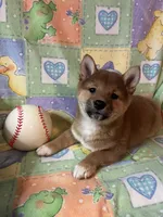 processed/3baa2244-3723-46d0-b078-d0b0db71d170/listing/140e2585-4f93-4fcf-b281-cff053e09ab1/35b65cf4-9e0a-4848-9d8e-883729f3fef1