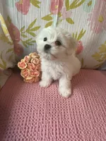 Bindy, a female Maltese and Shih Tzu for sale in Maynard, MN – 4 of 9