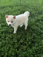 White Rose, a female Shiba Inu for sale in Maynard, MN – 5 of 6