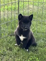 Onyx , a female American Eskimo and Shiba Inu for sale in Maynard, MN – 4 of 6