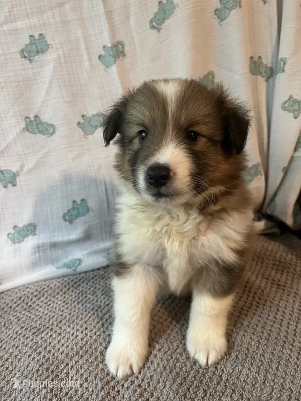 Riko – Shetland Sheepdog puppy for sale in Maynard, MN