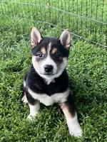 Smokey, a male Shiba Inu for sale in Maynard, MN – 2 of 5
