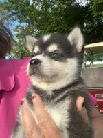 Zor, a male Alaskan Klee Kai for sale in Maynard, MN – 4 of 9