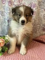 Rosia , a female Shetland Sheepdog for sale in Maynard, MN – 7 of 9