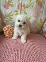 Bindy, a female Maltese and Shih Tzu for sale in Maynard, MN – 6 of 9