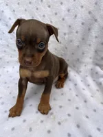 Dante, a male Miniature Pinscher for sale in Maynard, MN – 5 of 6