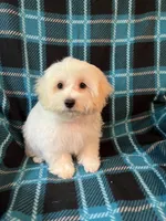 Astro, a male Maltese and Mal Shi for sale in Maynard, MN – 2 of 8